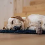 Schlafender Hund im Büro – Bürohundetraining für entspannten Arbeitsalltag in Düsseldorf, Dogs am Rhein