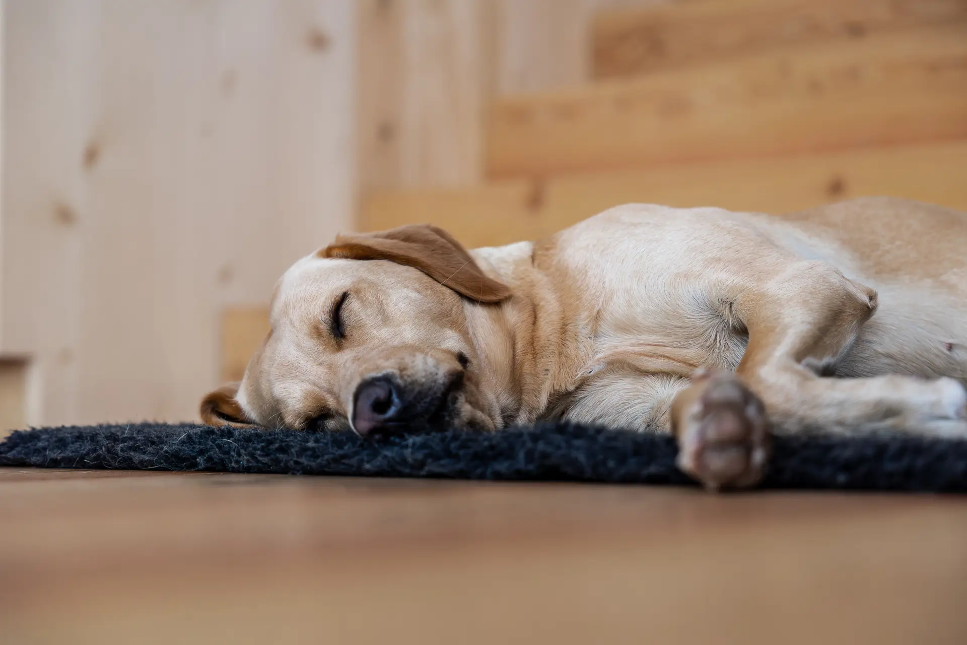 Schlafender Hund im Büro – Bürohundetraining für entspannten Arbeitsalltag in Düsseldorf, Dogs am Rhein