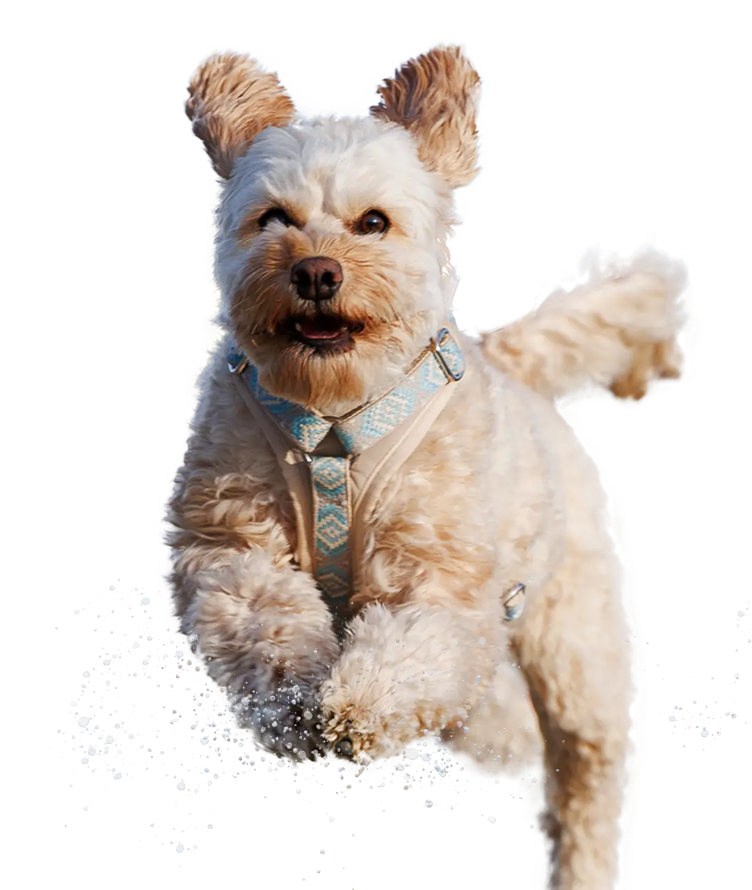 Hund springt fröhlich beim Hundetraining am Rhein in Düsseldorf – Mensch-Hund-Beziehung auf Augenhöhe bei Dogs am Rhein