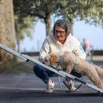 Hundetrainerin aus Düsseldorf trainiert Hund beim Rampengehen – Alltagstraining bei Dogs am Rhein