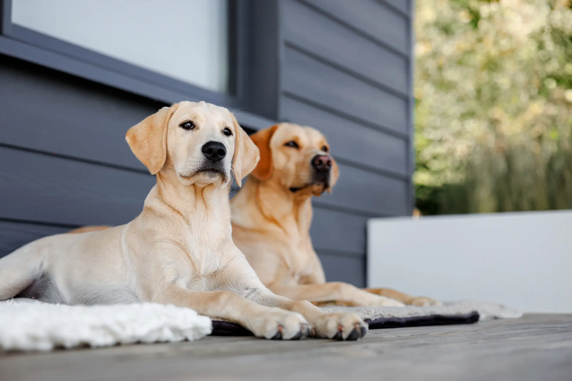 Zwei ruhende Hunde beim Stressmanagement-Training in Düsseldorf – Hundeschule Dogs am Rhein