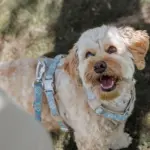 Hundetraining für nachhaltige Erfolge, Dogs am Rhein, Hundetraining, Düsseldorf, Anne Poppe, Poppy der Hund schaut hoch