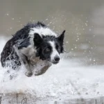 Hund beim Jagdkontrolltraining im Wasser – kontrolliertes Verhalten bei Hundetraining Düsseldorf, Dogs am Rhein