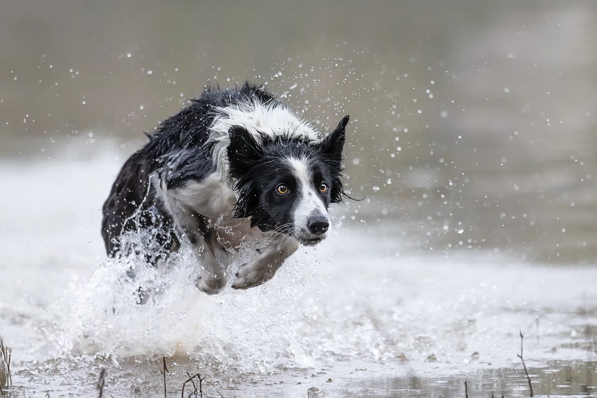 Hund beim Jagdkontrolltraining im Wasser – kontrolliertes Verhalten bei Hundetraining Düsseldorf, Dogs am Rhein