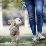 Leinenführigkeitstraining mit Hund im Park – Hundeschule Düsseldorf, Dogs am Rhein