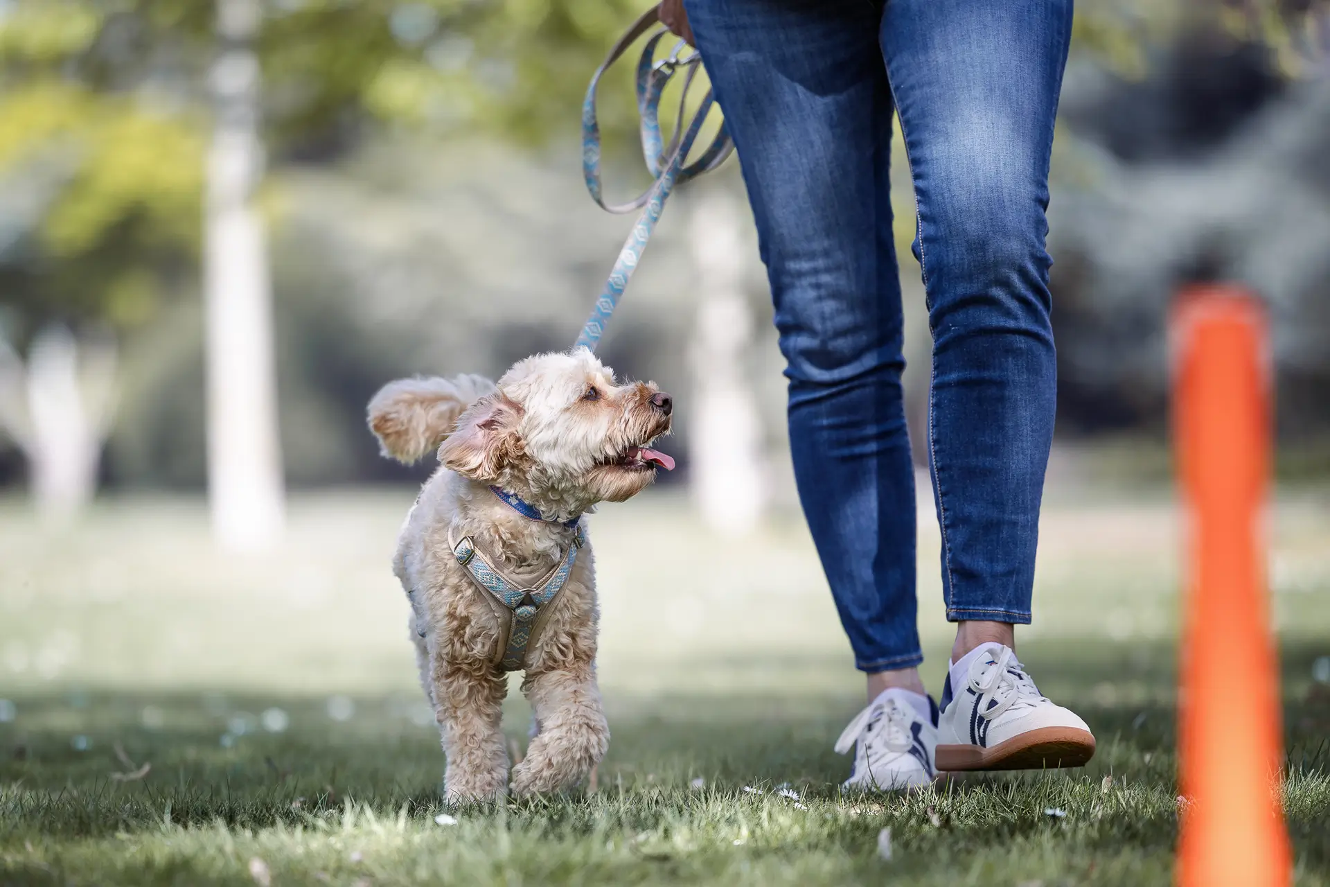 Leinenführigkeitstraining mit Hund im Park – Hundeschule Düsseldorf, Dogs am Rhein