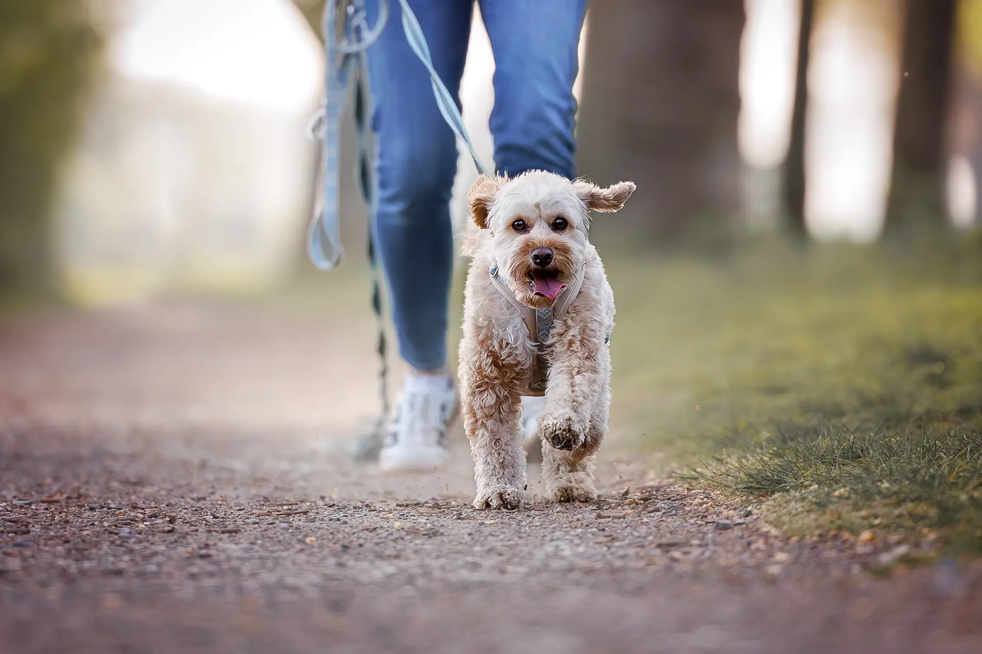Mantrailing – Hund beim Spaziergang an der Leine im Park – Hundetraining Düsseldorf, Dogs am Rhein