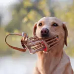 Hund mit Maulkorb beim Maulkorbtraining – Hundeschule Düsseldorf, Dogs am Rhein