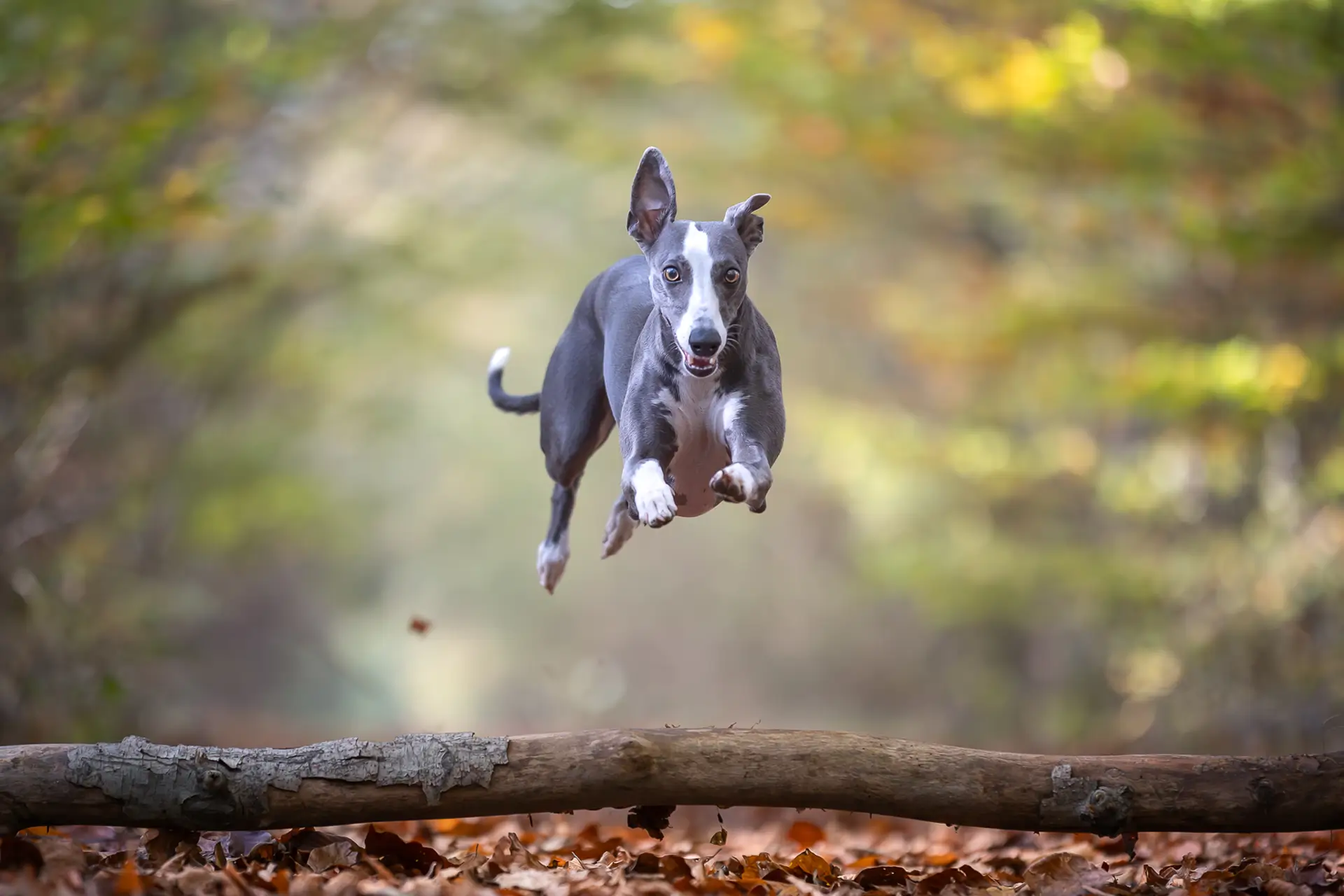 Agiler Hund beim Sprung über Baumstamm im Wald – Hundetraining Düsseldorf, Dogs am Rhein