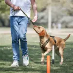 Leinenführigkeitstraining mit Hund im Park in Düsseldorf – Dogs am Rhein