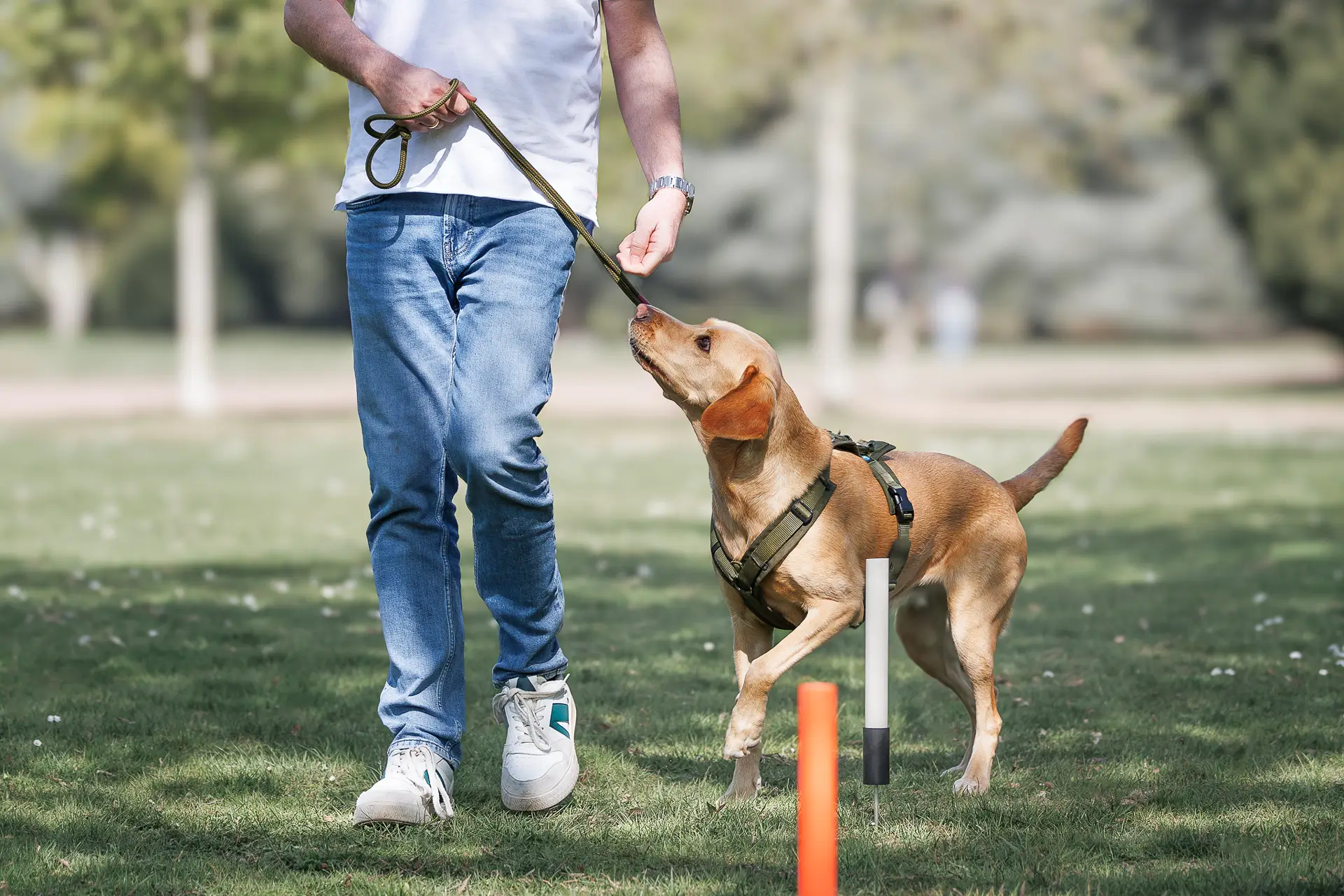 Leinenführigkeitstraining mit Hund im Park in Düsseldorf – Dogs am Rhein
