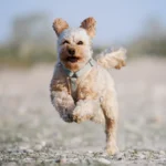 Hund läuft frei beim Rückruftraining in Düsseldorf – Hundeschule Dogs am Rhein