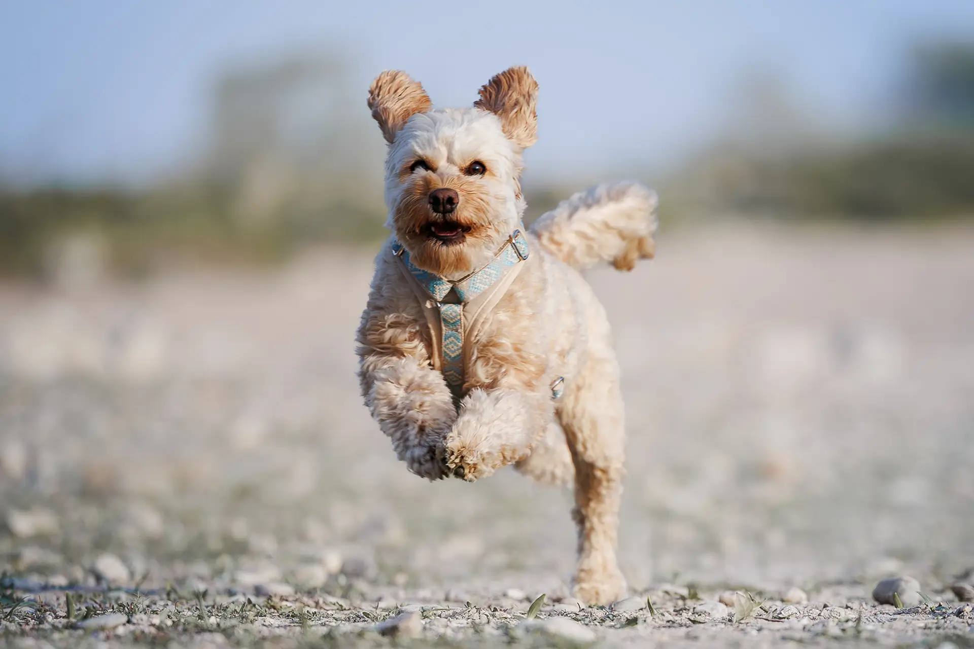 Hund läuft frei beim Rückruftraining in Düsseldorf – Hundeschule Dogs am Rhein