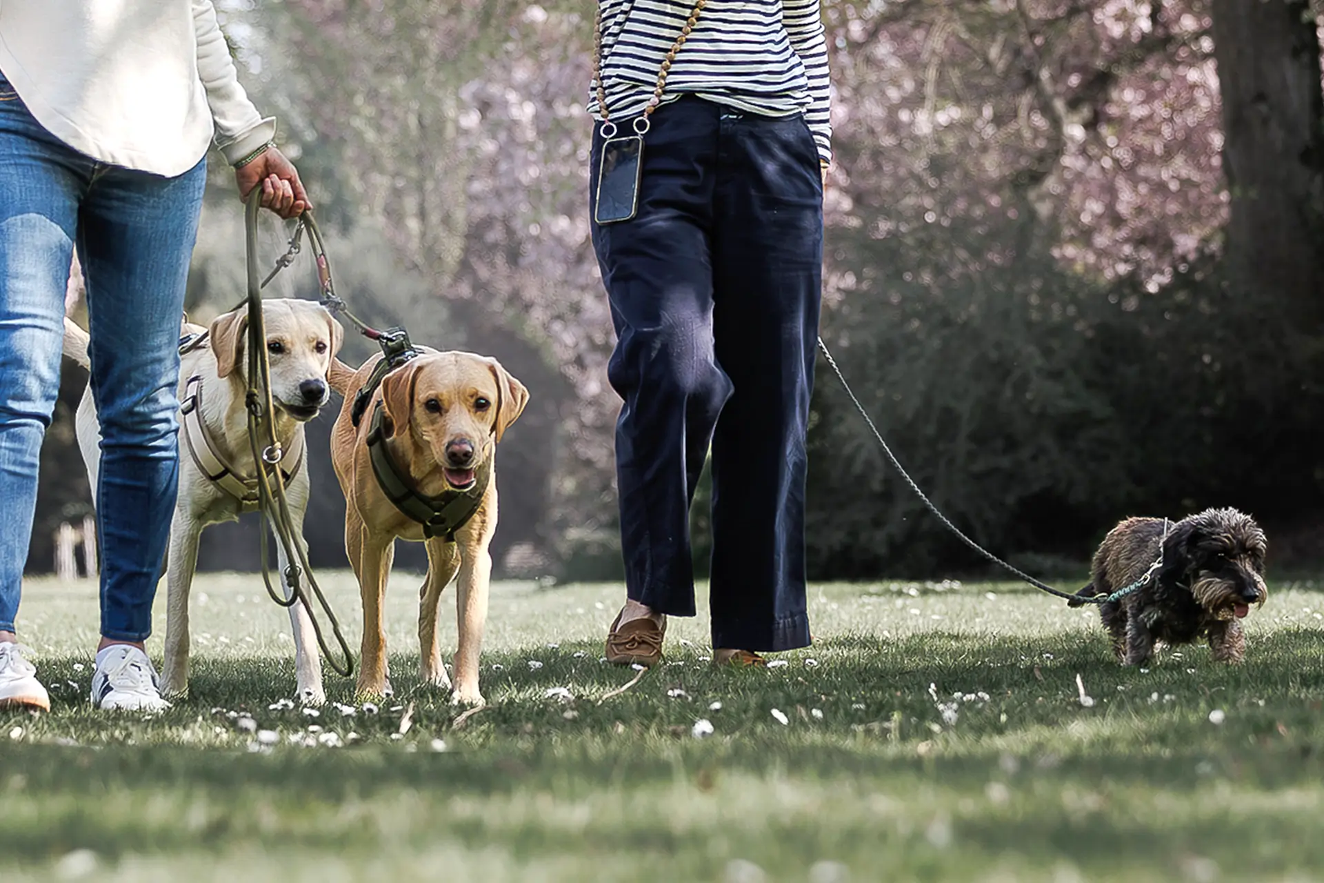 Social Walks mit Hunden und Haltern auf der Wiese – Gruppenspaziergang Hundeschule Düsseldorf, Dogs am Rhein