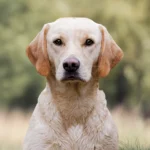 Labrador Porträt – Hundetraining und Hundeschule Düsseldorf bei Dogs am Rhein