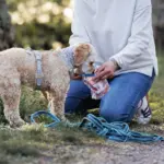 Mantrailing – Hund wird beim Training in Düsseldorf von Hundetrainerin mit Leckerli belohnt – Dogs am Rhein