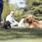 Entspannte Hunde und Halter beim Social Walk im Park – Hundeschule Düsseldorf, Dogs am Rhein