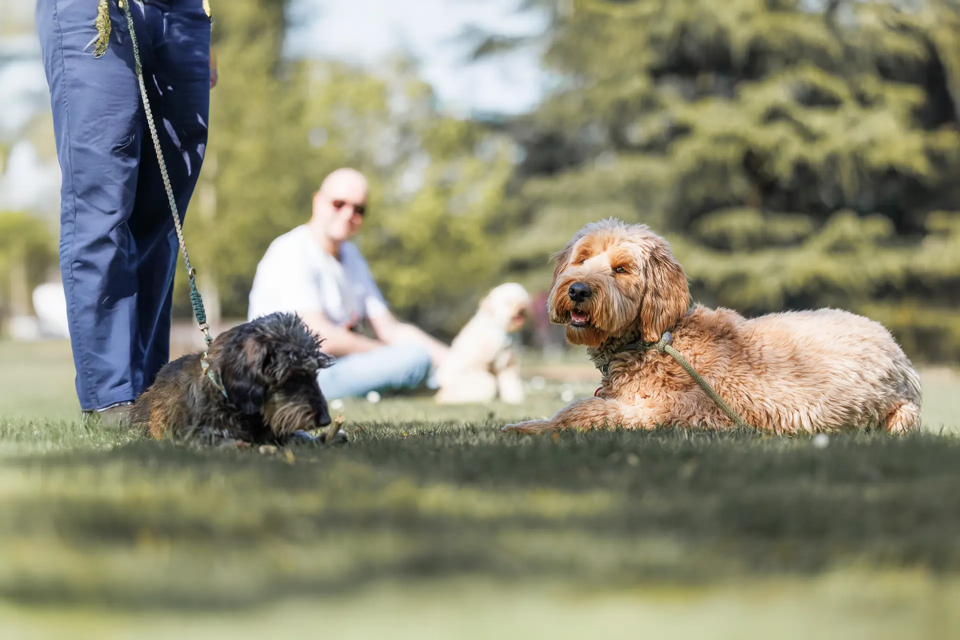 Entspannte Hunde und Halter beim Social Walk im Park – Hundeschule Düsseldorf, Dogs am Rhein