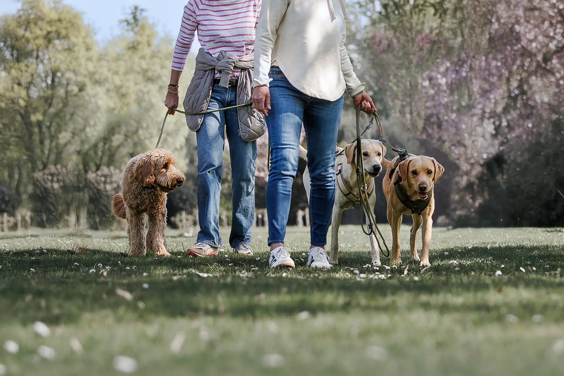 Social Walks mit mehreren Hunden und Haltern im Park – Hundeschule Düsseldorf, Dogs am Rhein