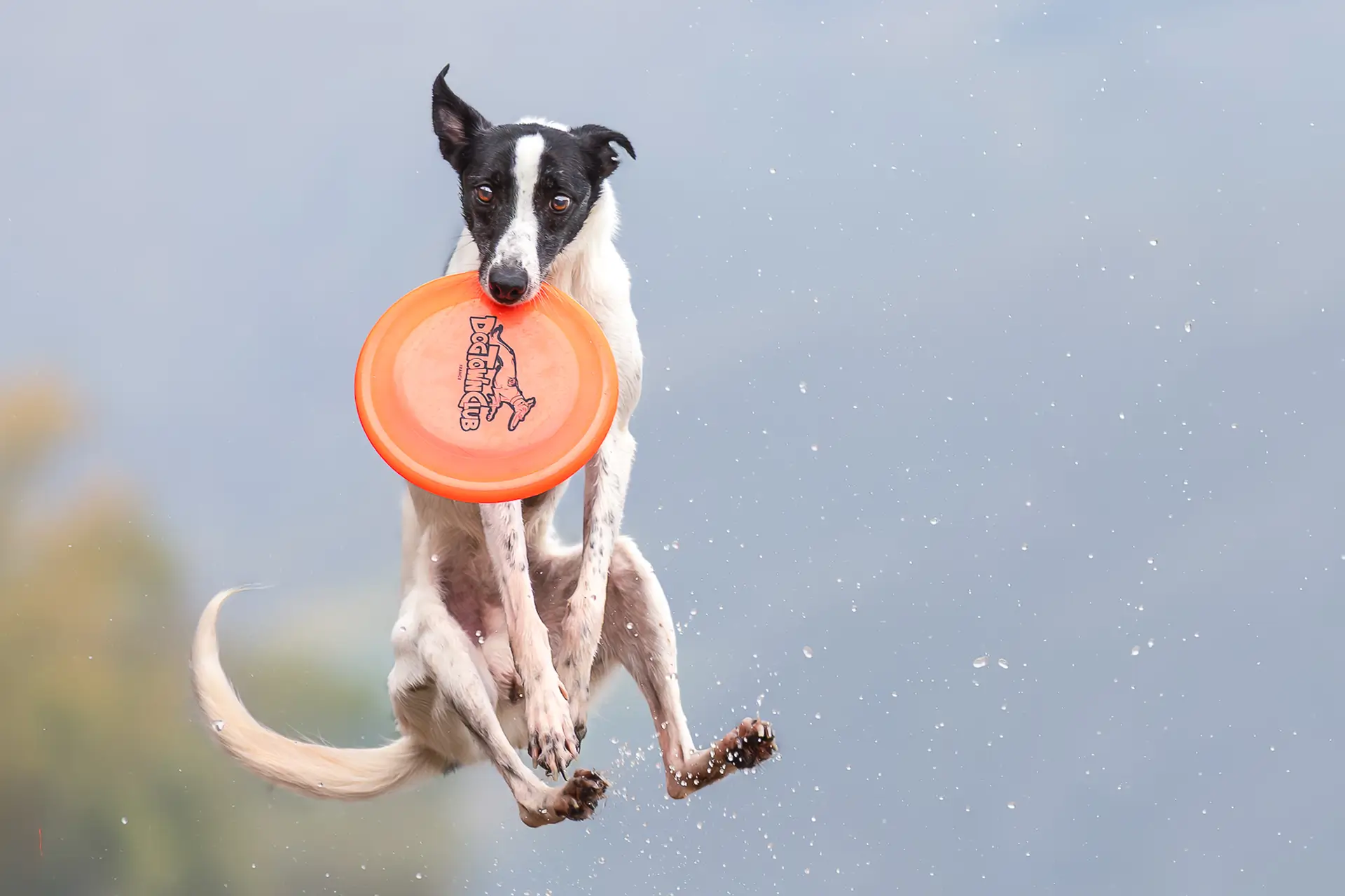 Hund springt und fängt Frisbee – Agility- und Apportiertraining in Düsseldorf, Dogs am Rhein