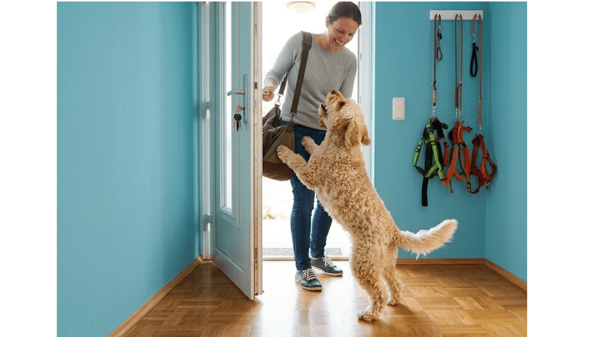 Hund springt Menschen an bei Begrüßung an der Haustür